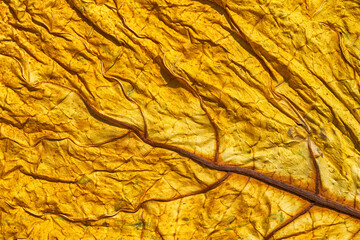 Golden tobacco leaf texture. Dried tobacco leaf with visible details of the structure. Detailed leaf wallpaper. Abstract macro shot of tobacco leaf - obrazy, fototapety, plakaty