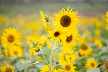yellow sunflowers with other sunflower on the background