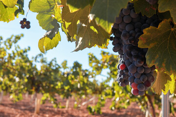 Uvas en la cepa del viñedo preparas y maduras para la vendimia.