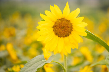 yellow sunflower closeup