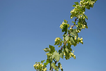 A sprig of green hops with cones wraps around a wire against a blue sky. Climbing plant in nature. Raw materials for beer. Selective focus. Copy space for text, Postcard.