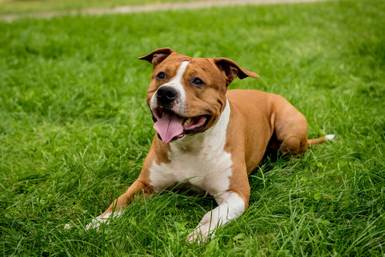 Portrait of cute american staffordshire terrier at the park.