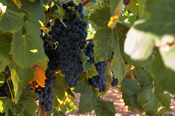 Uvas en la cepa del viñedo preparas y maduras para la vendimia.