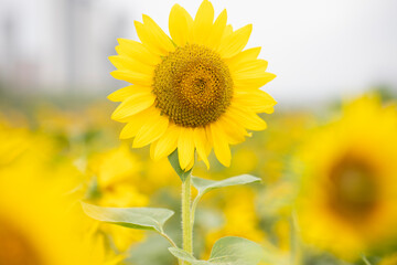 yellow sunflower closeup