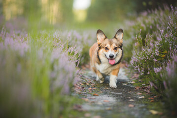 Fototapeta na wymiar Beautiful welsh corgi pemboke dog portraint in heathers 