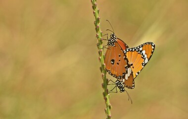 Butterfly intimate