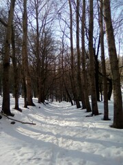 forest in winter