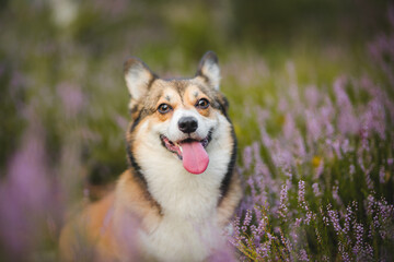 Beautiful welsh corgi pemboke dog portraint in heathers
