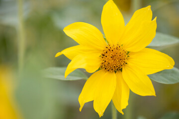 yellow sunflower closeup