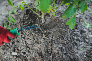 soil cultivation ripping by hand