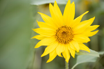 yellow sunflower closeup