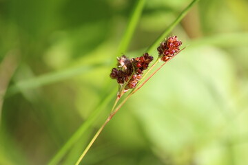 Luzula multiflora or common woodrush or heath wood-rush. 
Ripe spikelet of grass with red seeds on a sunny summer day against the background of a green meadow.  Field herbs close up. Autumn soon.