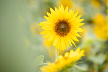 yellow sunflower closeup