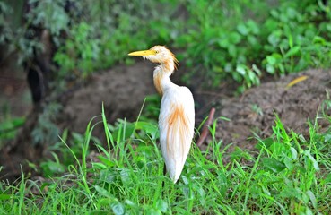 cattle egret