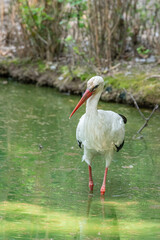 White stork walks in a pond, large European bird