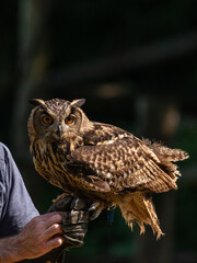 Eurasian eagle-owl resting on the glove of a falconer