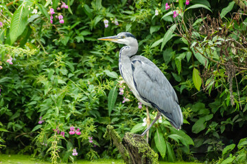 great blue heron