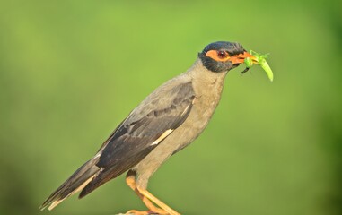 myna