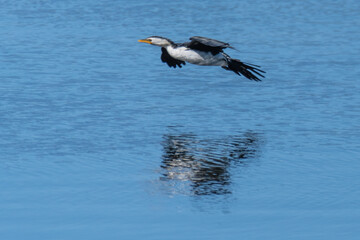 Little Pied Cormorant flying over the water