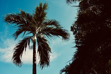 Fototapeta na wymiar palm tree at sunset