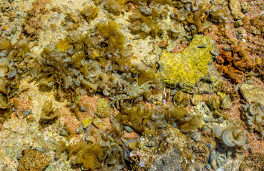 Naklejka na ściany i meble crab hides in algae on the surface of a coral reef at low tide