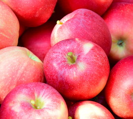 Fototapeta na wymiar Rote reife gepflückte Äpfel als Hintergrund und Textur