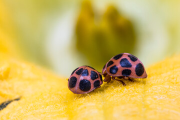 ladybug on yellow flower closeup