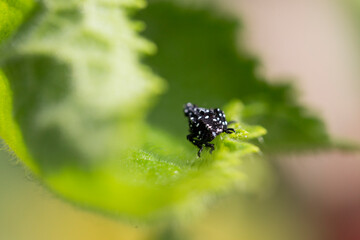 Fototapeta premium bug on a leaf