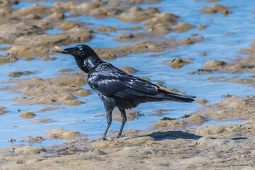 Juvenile Raven at the waterfront