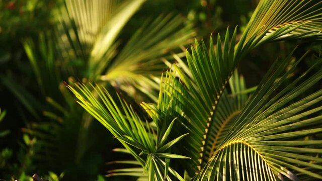 Green palm leaves in the wind on a beach of Atlantic ocean. Tropical background