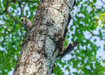 Pic maculé - Yellow-bellied Sapsucker