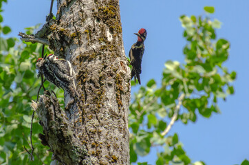 Pic maculé - Yellow-bellied Sapsucker