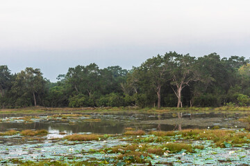 Wilpattu National Park, Sri-Lanka