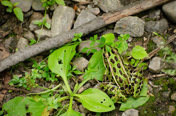 Grenouille leopard - Quebec