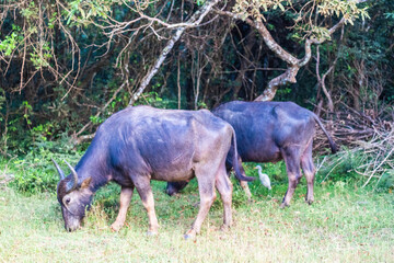 Wilpattu National Park, Sri-Lanka