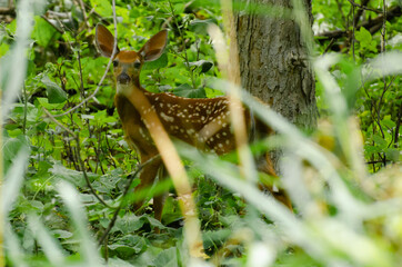 Petit faon dans les bois