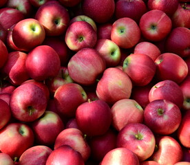 Hintergrund und Textur rote reife Äpfel im Herbst nach der Apfelernte in Südtirol