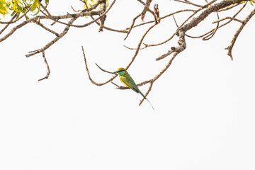 Wilpattu National Park, Sri-Lanka