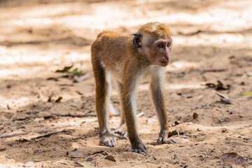 Wilpattu National Park, Sri-Lanka