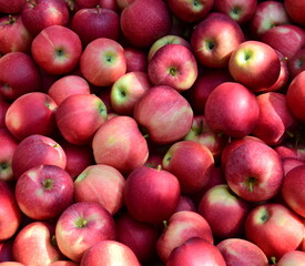 Reife Äpfel - Apfelernte in Südtirol