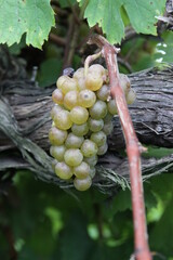 White Wine Grapes of Augusta, Missouri, USA 2020 XVIII