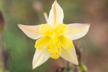 Fototapeta premium yellow daffodil
