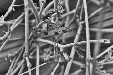close up of barbed wire