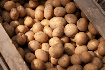 fresh potatoes on the wood box