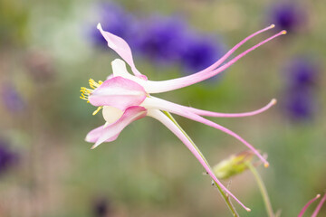 white and pink flower macro