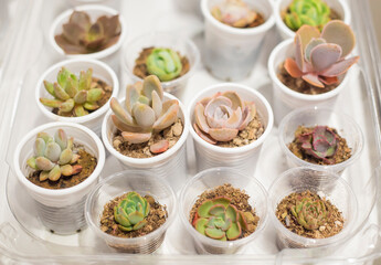 Various beautiful green and pink succulents plants in small plastic cups