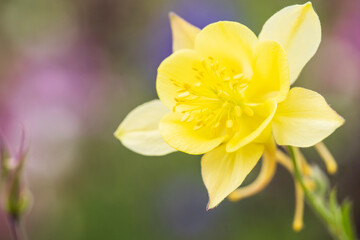 Fototapeta premium yellow daffodil