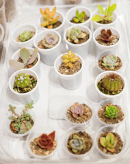 Various beautiful green and pink succulents plants in small plastic cups