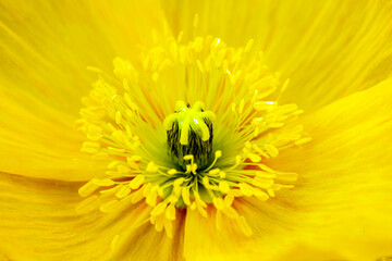 flower stamen macro