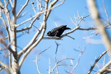 Red Winged Blackbird